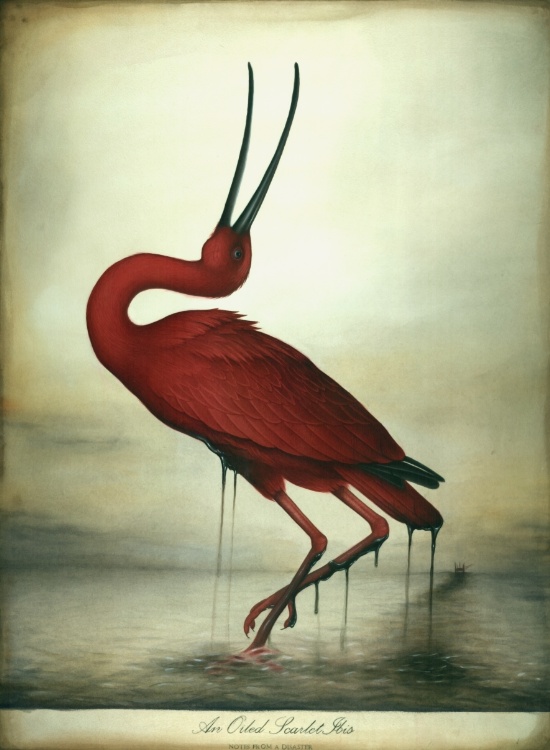 oiled-scarlet-ibis-prints